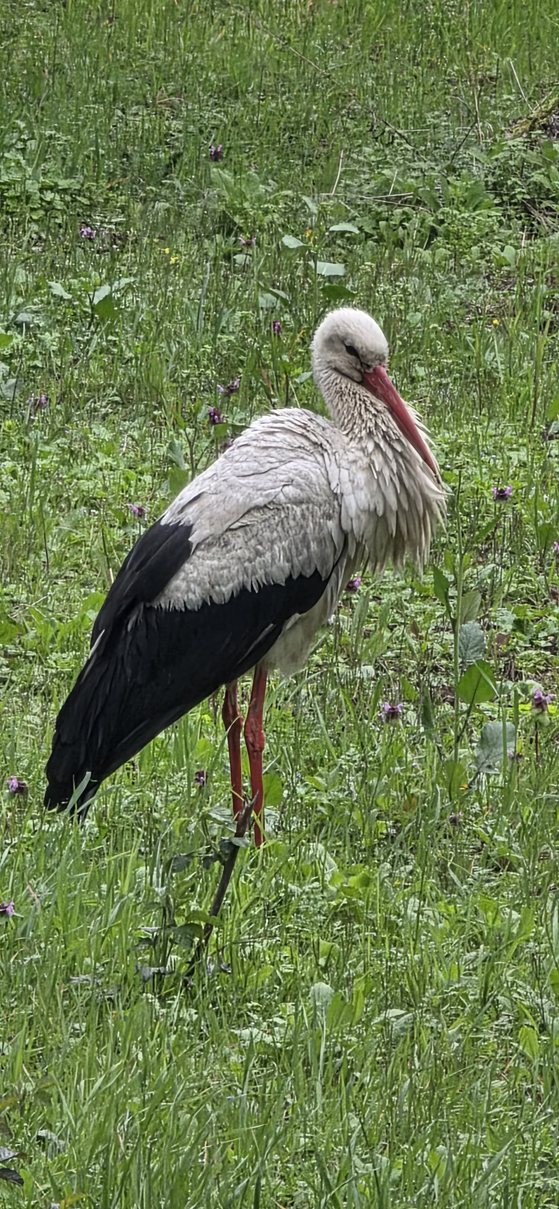 I M G 20260324 W A0025