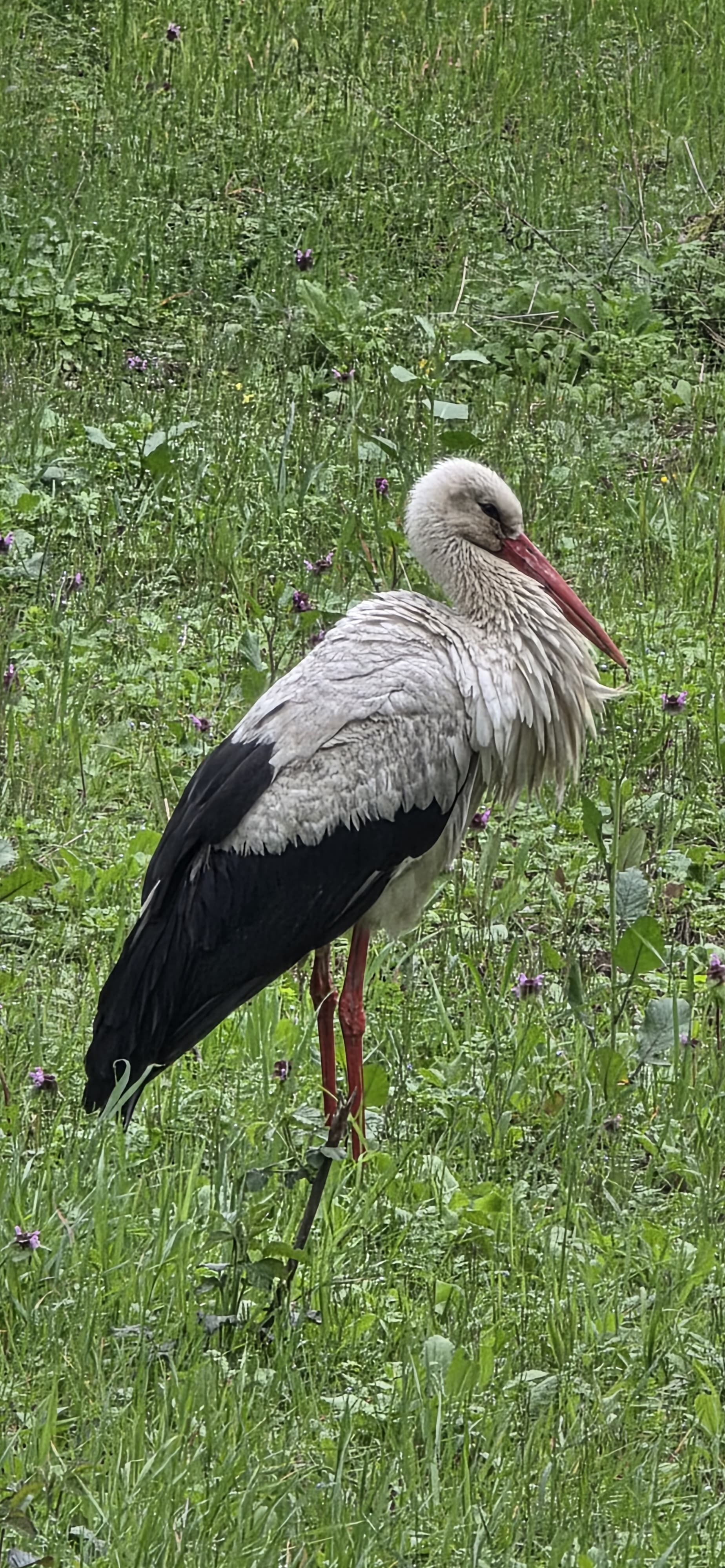 I M G 20260324 W A0026