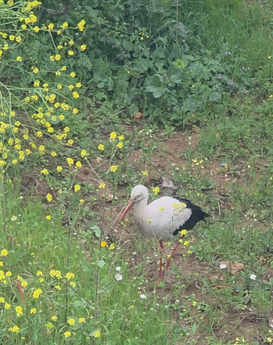 Screenshot 20260324 123432 Whats App