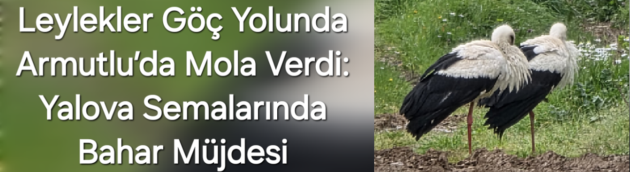 Leylekler Göç Yolunda Armutlu’da Mola Verdi: Yalova Semalarında Bahar Müjdesi